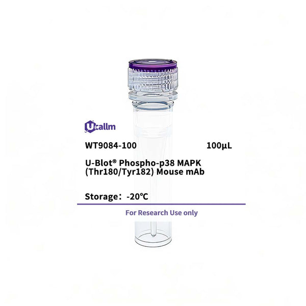 U-Blot® Phospho-p38 MAPK (Thr180/Tyr182) Mouse mAb – Figure 1 of 1