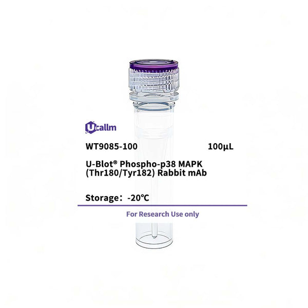 U-Blot® Phospho-p38 MAPK (Thr180/Tyr182) Rabbit mAb – Figure 1 of 1