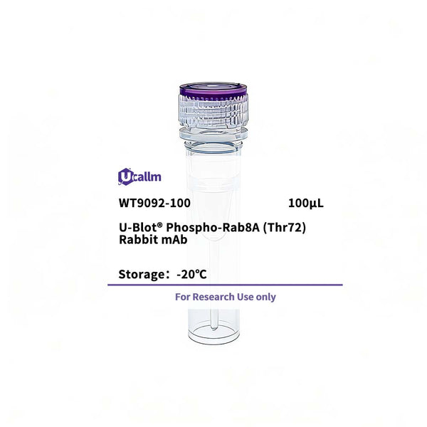 U-Blot® Phospho-Rab8A (Thr72) Rabbit mAb – Figure 1 of 1