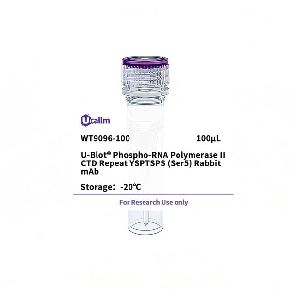 U-Blot® Phospho-RNA Polymerase II CTD Repeat YSPTSPS (Ser5) Rabbit mAb – Figure 1 of 1