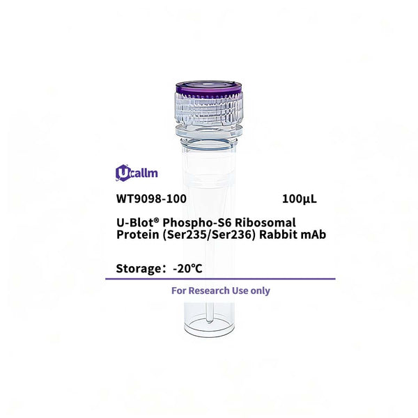 U-Blot® Phospho-S6 Ribosomal Protein (Ser235/Ser236) Rabbit mAb – Figure 1 of 1