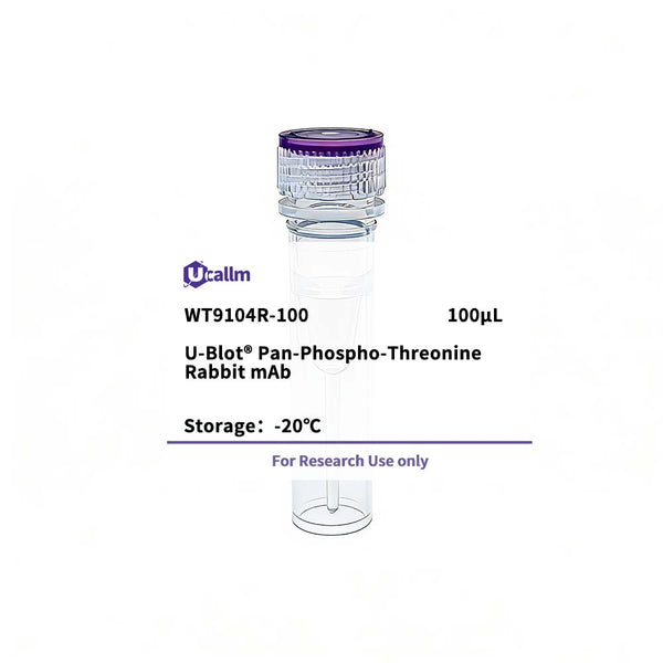 U-Blot® Pan-Phospho-Threonine Rabbit mAb – Figure 1 of 1