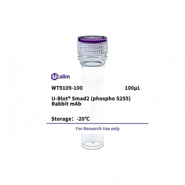 U-Blot® Smad2 (phospho S255) Rabbit mAb – Figure 1 of 1