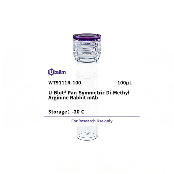 U-Blot® Pan-Symmetric Di-Methyl Arginine Rabbit mAb – Figure 1 of 1
