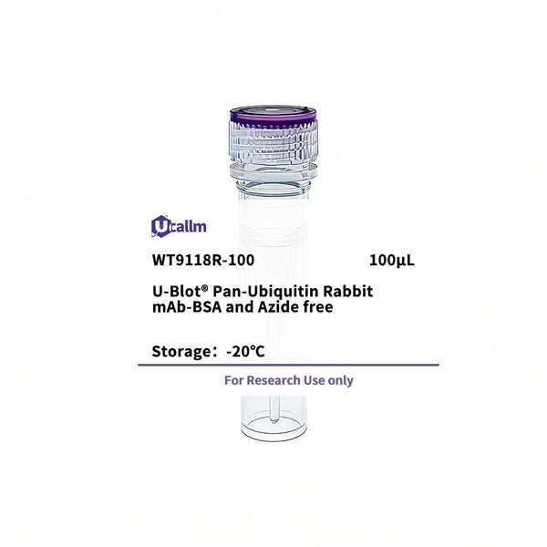 U-Blot® Pan-Ubiquitin Rabbit mAb-BSA and Azide free – Figure 1 of 1