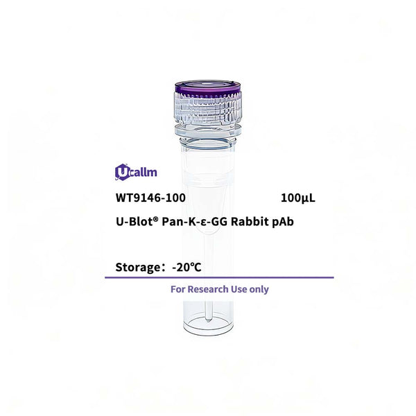 U-Blot® Pan-K-ε-GG Rabbit pAb – Figure 1 of 1