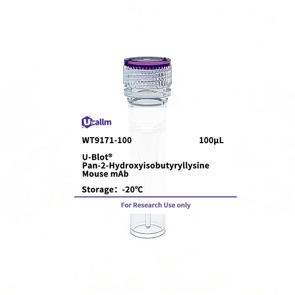 U-Blot® Pan-2-Hydroxyisobutyryllysine Mouse mAb – Figure 1 of 1