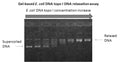 Gel-Based E. coli Topoisomerase I DNA Relaxation Assay Kit – Figure 1 of 1