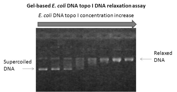 Gel-Based E. coli Topoisomerase I DNA Relaxation Assay Kit – Figure 1 of 1