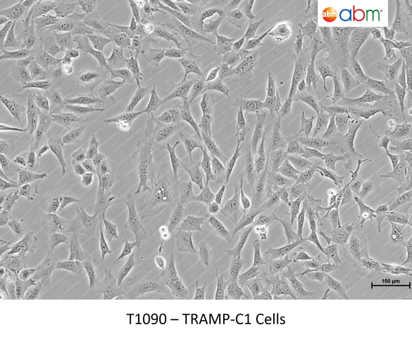 TRAMP-C1 Cells – Figure 1 of 1