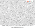 Stably Expressing Human GAD67 Rat Embryonic Striatal (M213-2O CL2) Cell Line – Figure 1 of 1