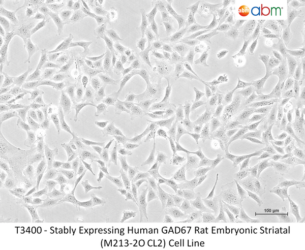 Stably Expressing Human GAD67 Rat Embryonic Striatal (M213-2O CL2) Cell Line – Figure 1 of 1