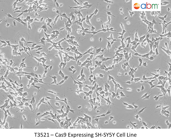 Cas9 Expressing SH-SY5Y Cell Line | Applied Biological Materials (abm)