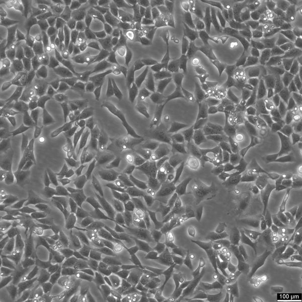 V79 cell