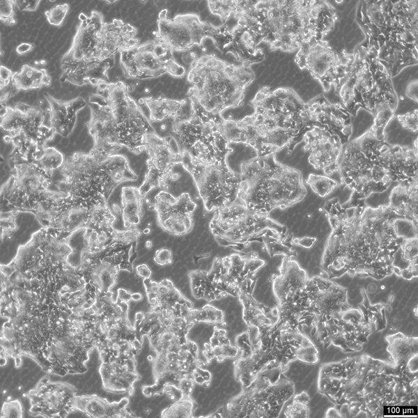 VCaP cell