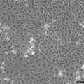 Vero E6 cell