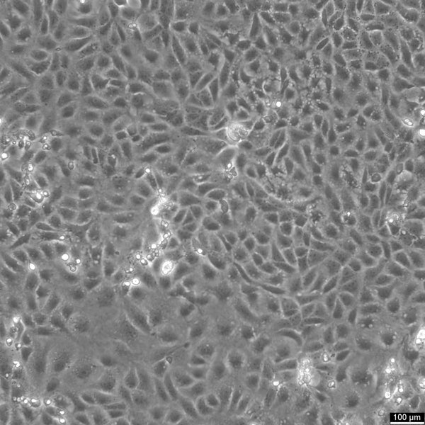 Vero E6 cell