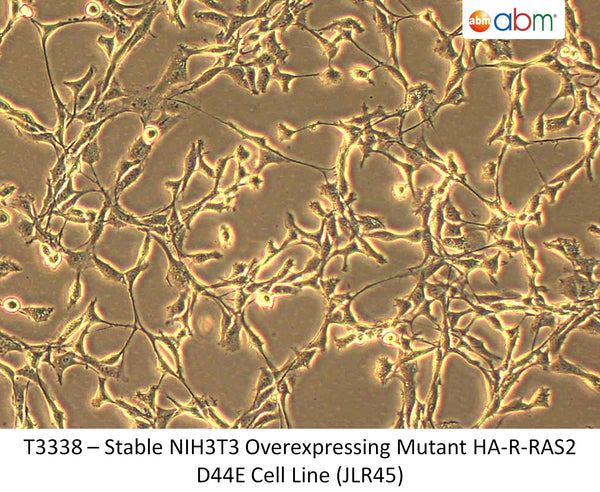 Stable NIH3T3 Overexpressing Mutant HA-R-RAS2 D44E Cell Line (JLR45) | Applied Biological Materials (abm)