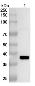 Western blot analysis was performed using anti-NSP2  polyclonal antibody at 1ug/mL on various samples.
Lane 1: recombinant Sindbis virus(SINV) nsp2 (Catalog No: VK002012)