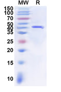 Recombinant Sindbis virus(SINV) Spike glycoprotein E2, N-His