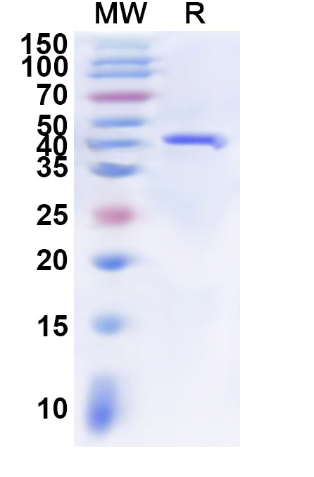 Recombinant Sindbis virus(SINV) Spike glycoprotein E2, N-His