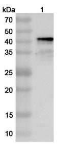 Western blot analysis was performed using anti-SINV-E2  polyclonal antibody at 1ug/mL on various samples.
Lane 1: recombinant Sindbis virus(SINV) Spike glycoprotein E2, N-His (Catalog No: VK002062)