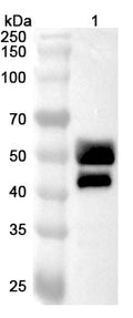 Anti-Oropouche virus/OROV Glycoprotein G1 Polyclonal Antibody – Lane 1: recombinant OROV Gc (Catalog No: VK008032)