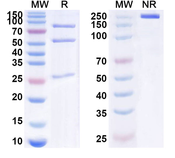 SDS-PAGE for Anti-influenza A virus (H5N1) Non-structural protein 1 Antibody (2H6)