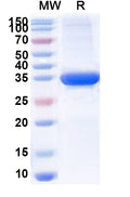 Recombinant Sapporo virus NS1 Protein, N-GST & C-His