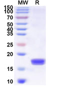 Recombinant Sapporo virus 3CL Protein, N-His