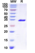 Recombinant Sapporo virus Capsid Protein, N-His