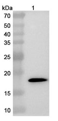 Anti-Semliki forest virus/SFV Capsid Polyclonal Antibody – Lane 1: recombinant Semliki forest virus/SFV Capsid (Catalog No: VK022012)