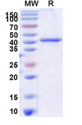 Recombinant IBV nsp3 Protein, N-His