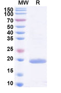 Recombinant HAstV-5 Serine Protease, N-His