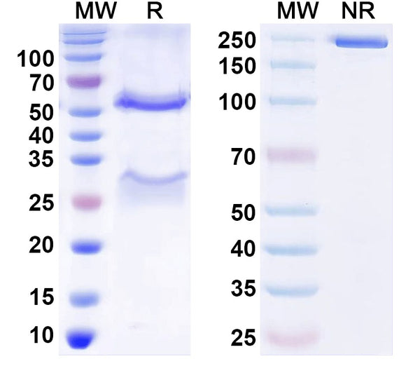 SDS-PAGE for Anti-HAstV-1 Spike Protein Antibody (3H4)
