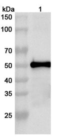 Western blot analysis was performed using anti- polyclonal antibody at 1ug/mL on various samples.
Lane 1: recombinant CHPV G/Glycoprotein (Catalog No: VK396012)