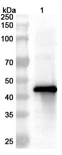 Western blot analysis was performed using anti-FeCoV-N polyclonal antibody at 1ug/mL on various samples.
Lane 1: recombinant FCoV NP/Nucleoprotein (Catalog No: VK405012)