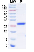 Recombinant PCV2 Cap/Capsid protein Protein, C-His