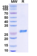 Recombinant Monkeypox virus/MPXV A29L Protein, N-GST & C-His