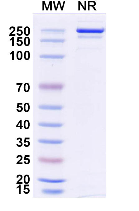 Anti-HRSV Fusion Protein Reference Antibody (Palivizumab) – Figure 1 of 2