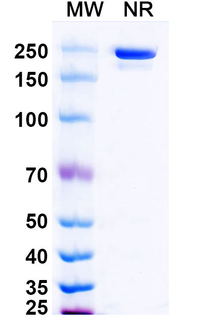 Anti-HRSV Fusion Protein Reference Antibody (Motavizumab) – Figure 1 of 2