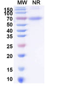 Recombinant HRSV PreF3 Protein, C-6His-Strep