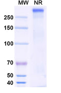 Anti-HRSV F/F protein Reference Antibody (HNK20) – Figure 1 of 1