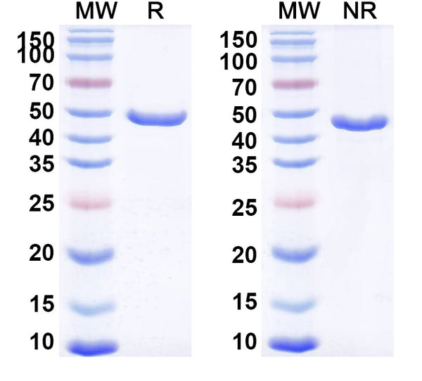 Anti-HRSV Fusion Protein Reference Antibody (Gontivimab) – Figure 1 of 1