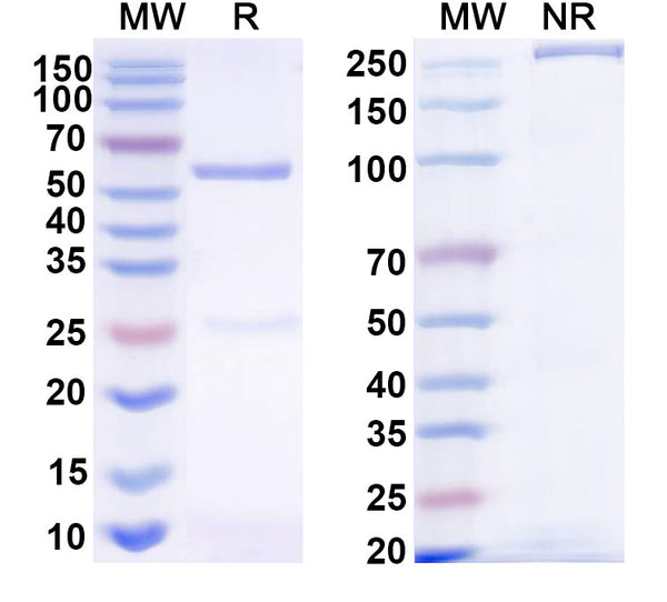 SDS-PAGE for Anti-HRSV-A F/Fusion glycoprotein F0 Antibody (HNK20-hu10)