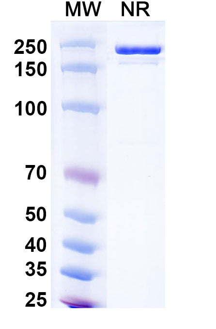 Anti-HRSV Fusion Protein Reference Antibody (Clesrovimab) – Figure 1 of 1