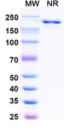 SDS-PAGE for Anti-HRSV-A F/Fusion glycoprotein F0 Antibody (5C4).