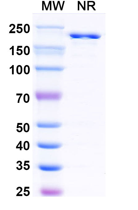 SDS-PAGE for Anti-HRSV-A F/Fusion glycoprotein F0 Antibody (5C4).