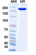 SDS-PAGE for Anti-HRSV-A F/Fusion glycoprotein F0 Antibody (AM22).