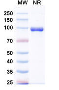 SDS-PAGE for Anti-HRSV-A F/Fusion glycoprotein F0 Antibody (VHHL66).